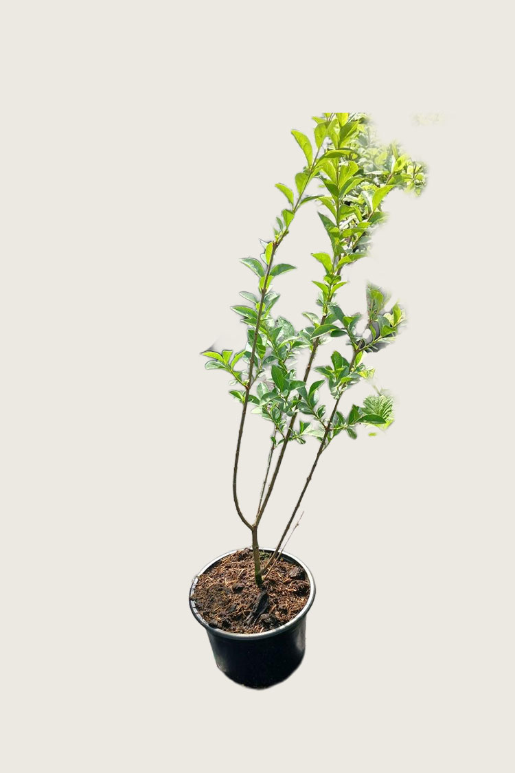 Vinterliguster Ovalifolium krukke