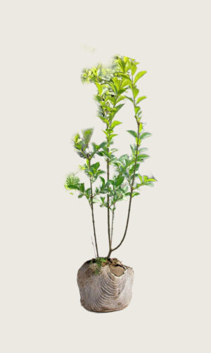 Vinterliguster Ovalifolium rotklump