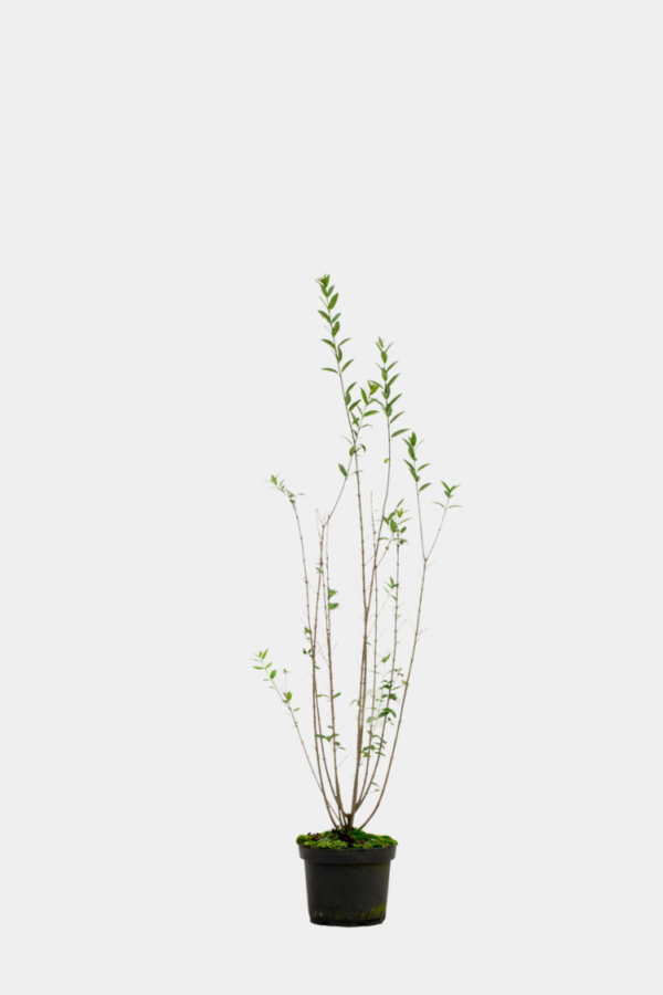 Vinterliguster krukke 60cm-100cm 100-pakning
