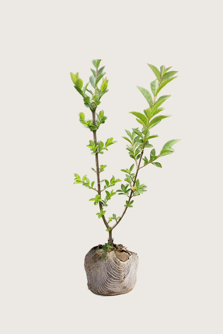 Vinterliguster Ovalifolium rotklump