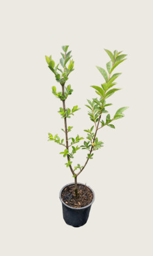 Vinterliguster Ovalifolium krukke