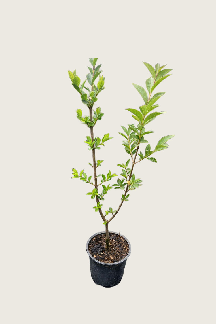 Vinterliguster Ovalifolium krukke