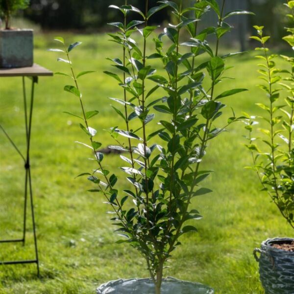 Vinterliguster Ovalifolium rotklump 180cm-220cm 25-pakning
