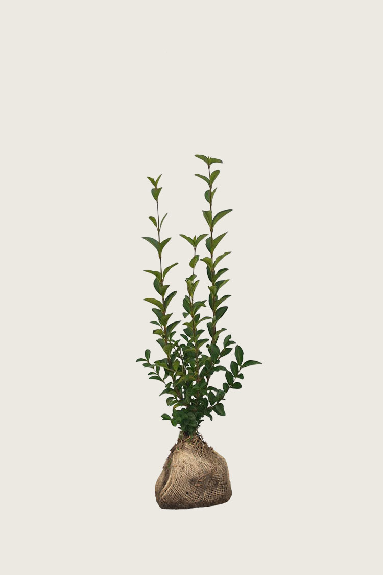 Vinterliguster Ovalifolium rotklump