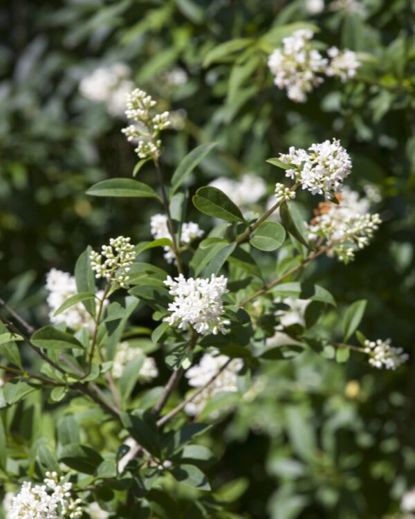 Bredbladig liguster Krukke Genius Pakke 60-100cm - Bilde 2