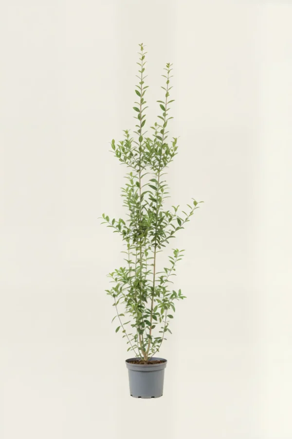 Liguster liga hekk Budsjettpakke i potte 180-220cm - Gir umiddelbar innsyn