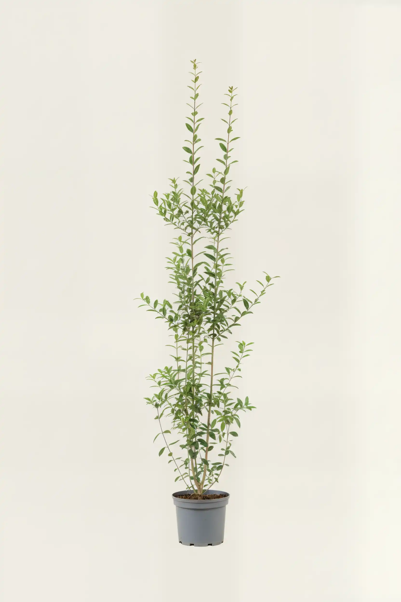 Liguster liga hekk Budsjettpakke i potte 180-220cm - Gir umiddelbar innsyn