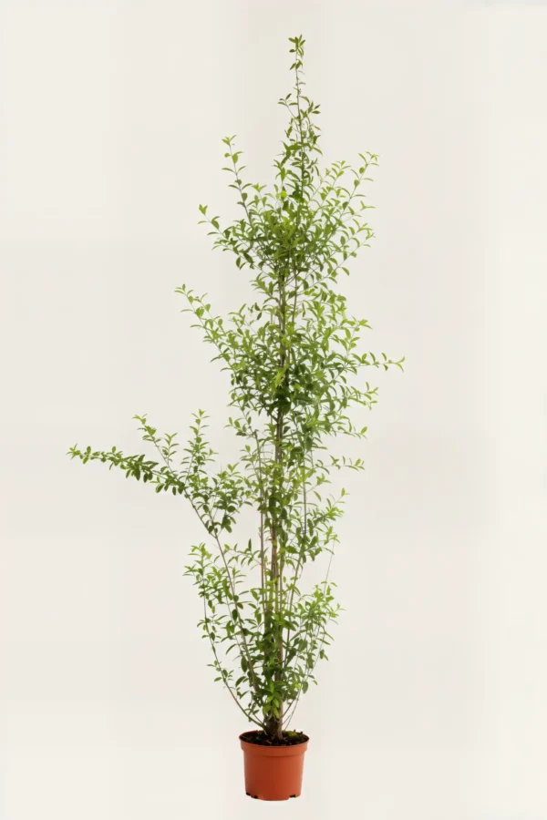 Liguster liga hekk Budsjettpakke i potte 220-260cm - Gir umiddelbar innsyn