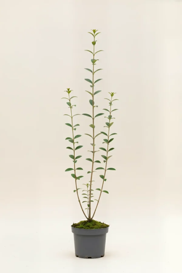 Liguster liga hekk Budsjettpakke i potte 100-140cm - Gir umiddelbar innsyn