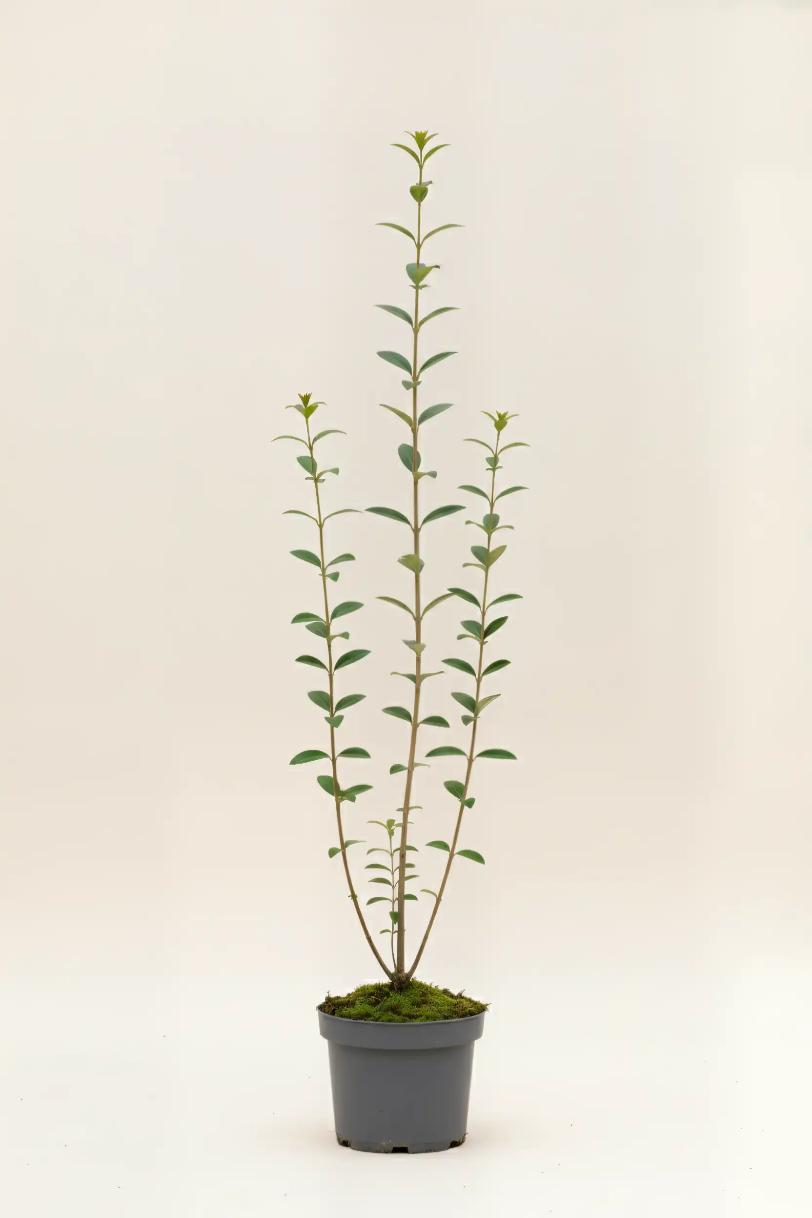 Liguster liga hekk Budsjettpakke i potte 100-140cm - Gir umiddelbar innsyn