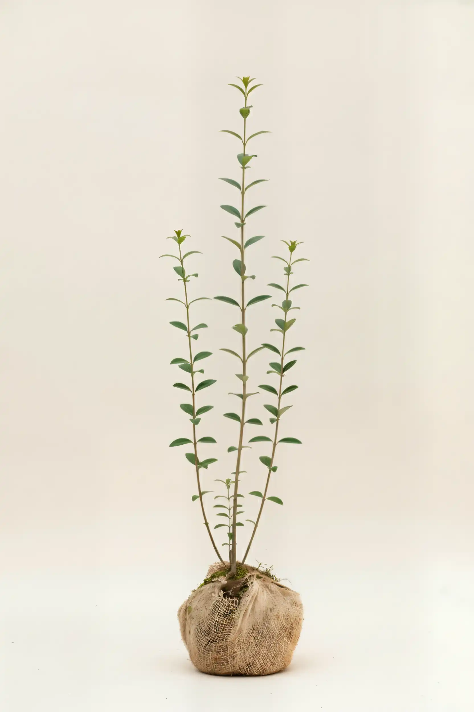 Liguster liga hekk Budsjettpakke med rotball 100-140cm - Gir umiddelbar innsyn