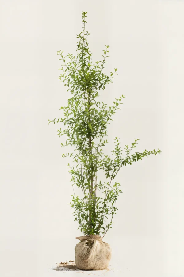 Liguster liga hekk Budsjettpakke med rotball 220-260cm - Gir umiddelbar innsyn