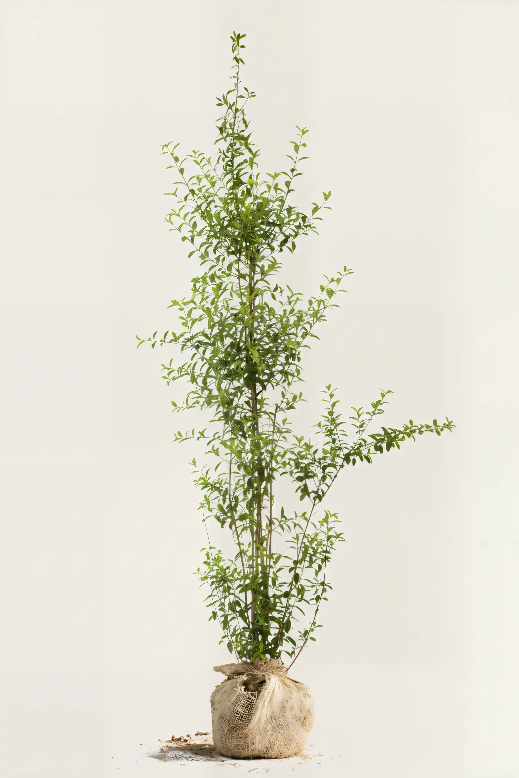 Liguster liga hekk Budsjettpakke med rotball 220-260cm - Gir umiddelbar innsyn