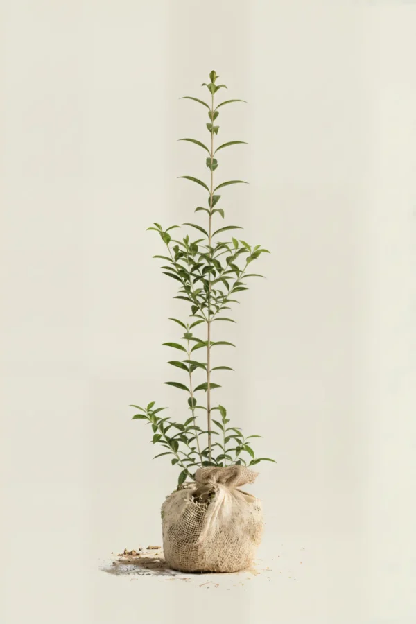 Liguster liga hekk Budsjettpakke med rotball 60-100cm - Gir umiddelbar innsyn