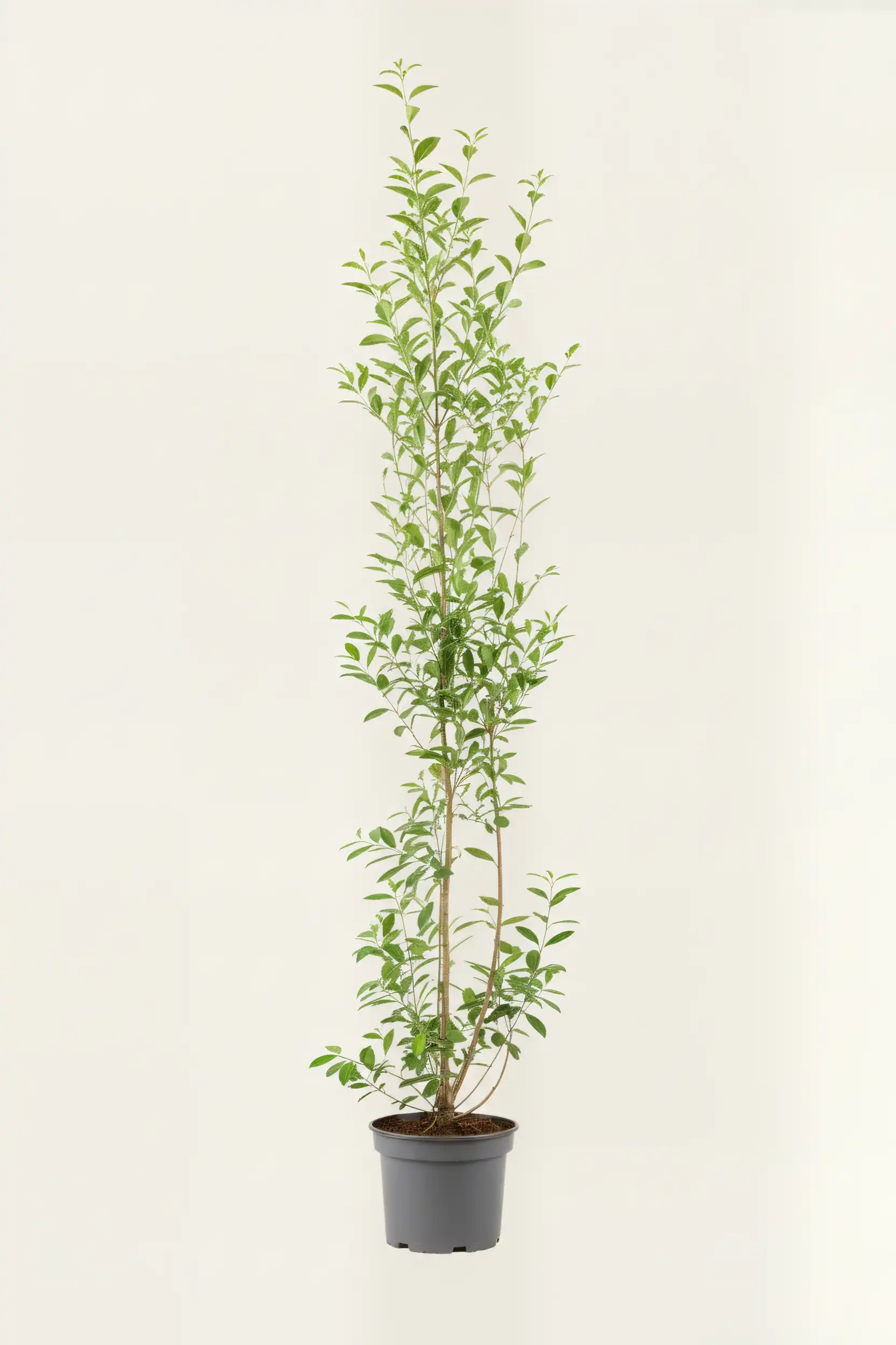 Bredbladig liguster hekk Budsjettpakke i potte 180-220cm - Gir umiddelbar innsyn