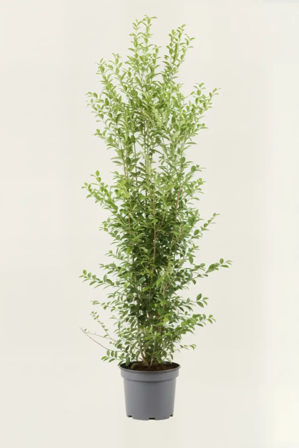 Bredbladig liguster hekk Budsjettpakke i potte 220-260cm - Gir umiddelbar innsyn