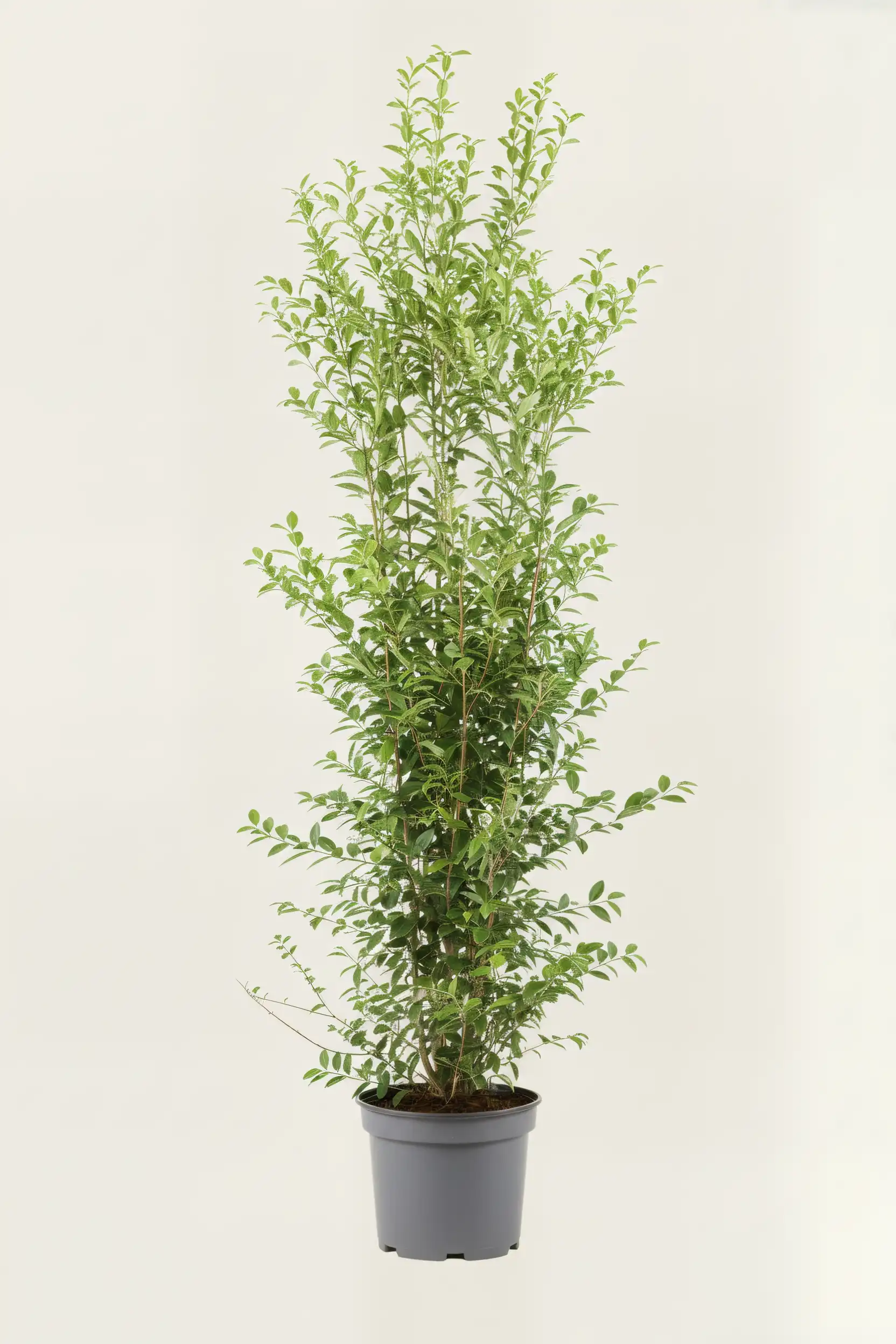 Bredbladig liguster hekk Budsjettpakke i potte 220-260cm - Gir umiddelbar innsyn