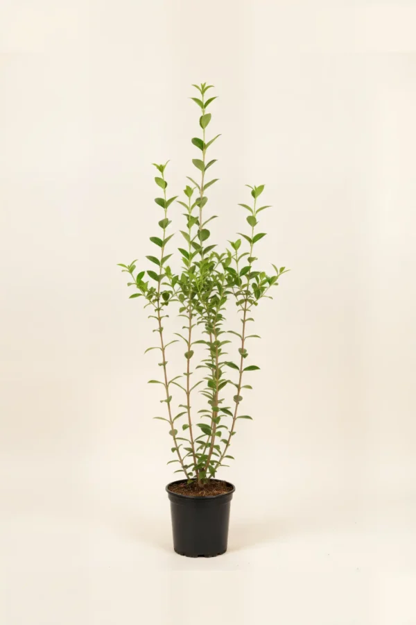 Bredbladig liguster hekk Budsjettpakke i potte 100-140cm - Gir umiddelbar innsyn