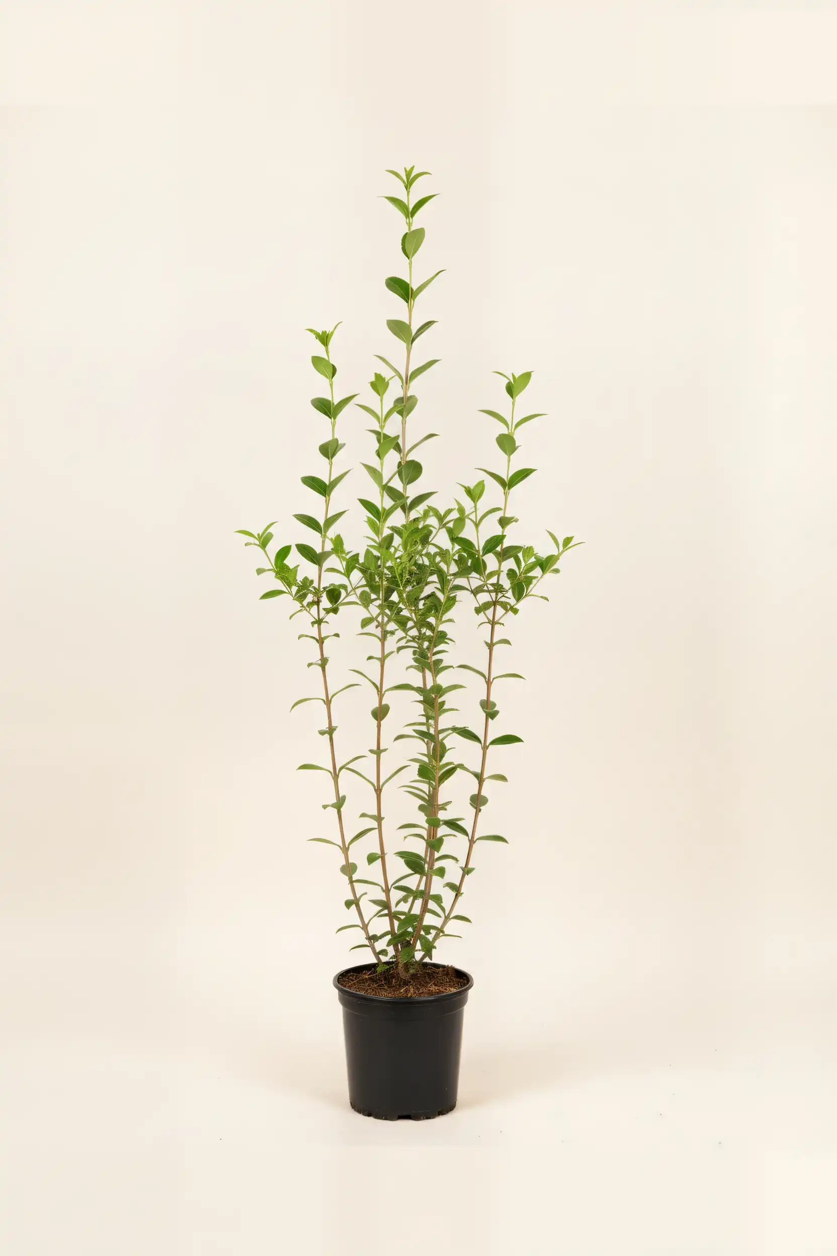 Bredbladig liguster hekk Budsjettpakke i potte 100-140cm - Gir umiddelbar innsyn