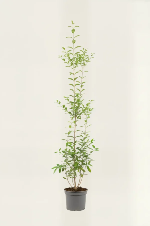 Bredbladig liguster hekk Budsjettpakke i potte 140-180cm - Gir umiddelbar innsyn