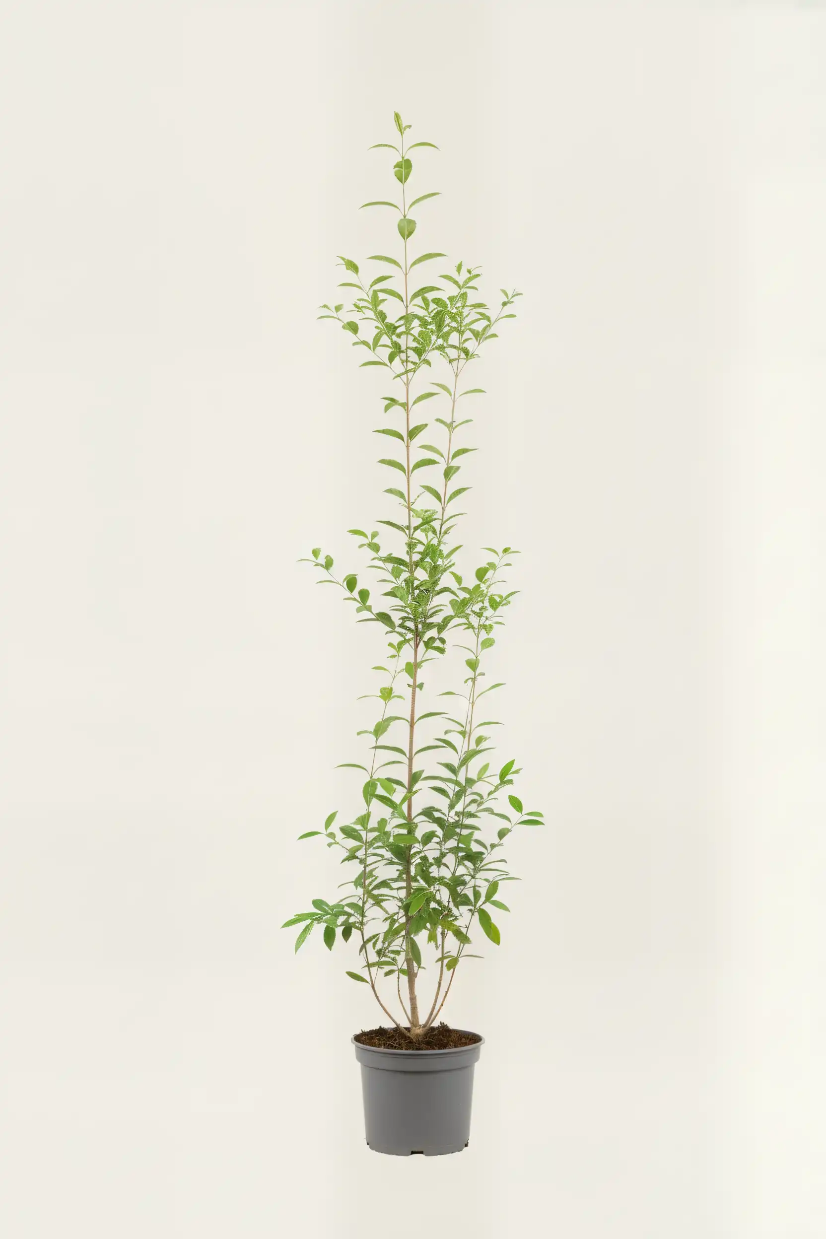 Bredbladig liguster hekk Budsjettpakke i potte 140-180cm - Gir umiddelbar innsyn