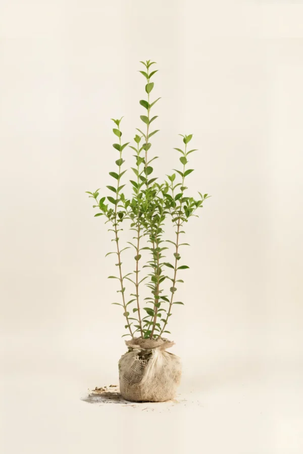 Bredbladig liguster hekk Budsjettpakke med rotball 100-140cm - Gir umiddelbar innsyn