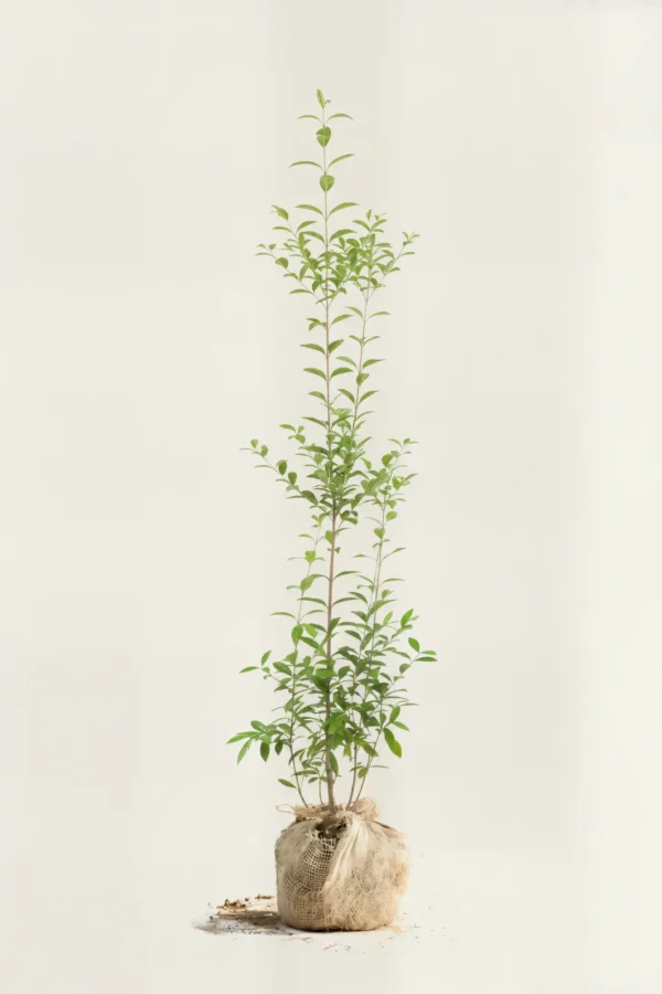 Bredbladig liguster hekk Budsjettpakke med rotball 140-180cm - Gir umiddelbar innsyn