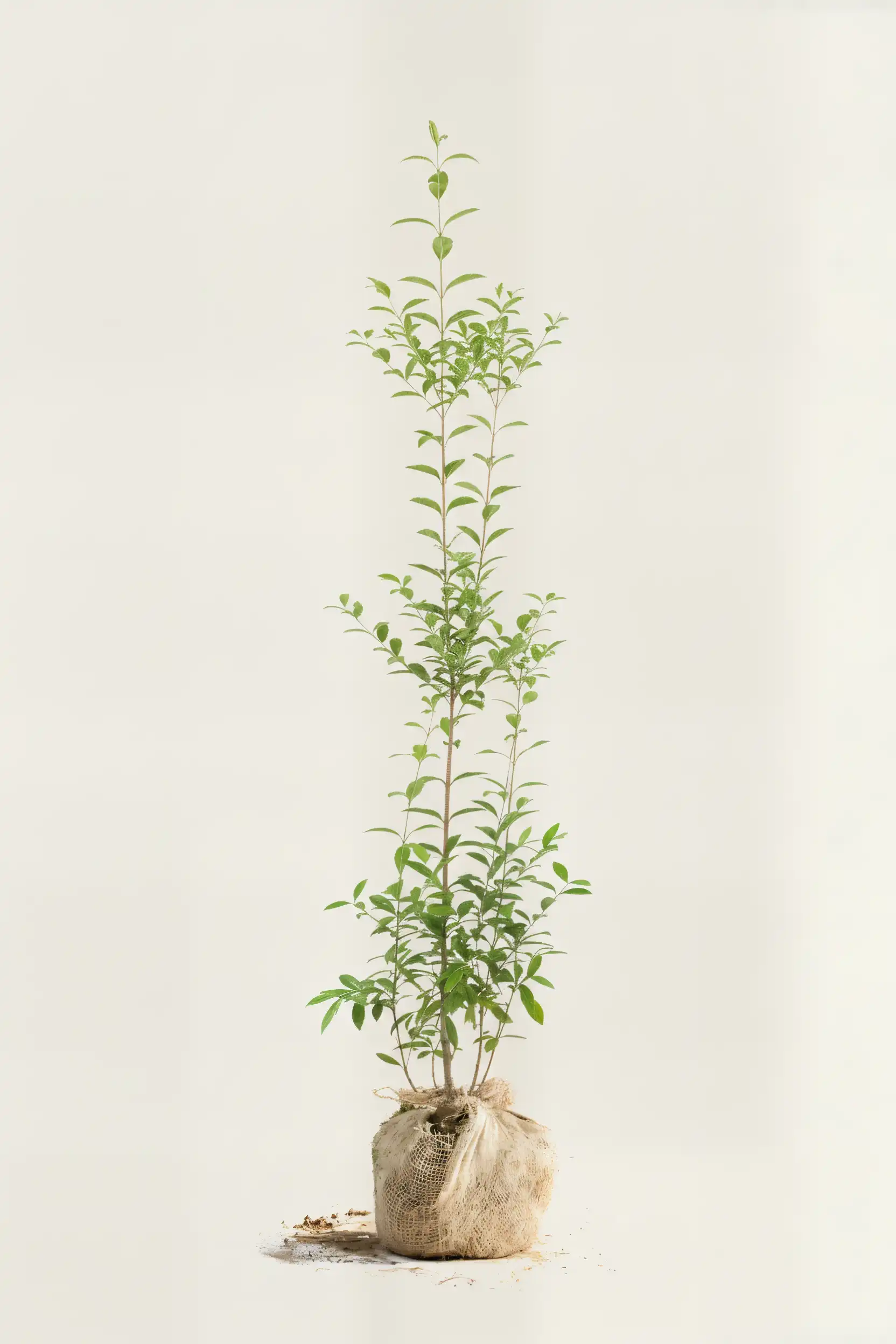 Bredbladig liguster hekk Budsjettpakke med rotball 140-180cm - Gir umiddelbar innsyn