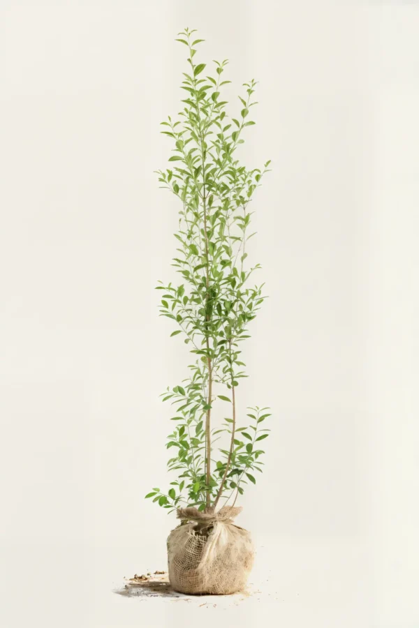 Bredbladig liguster hekk Budsjettpakke med rotball 180-220cm - Gir umiddelbar innsyn