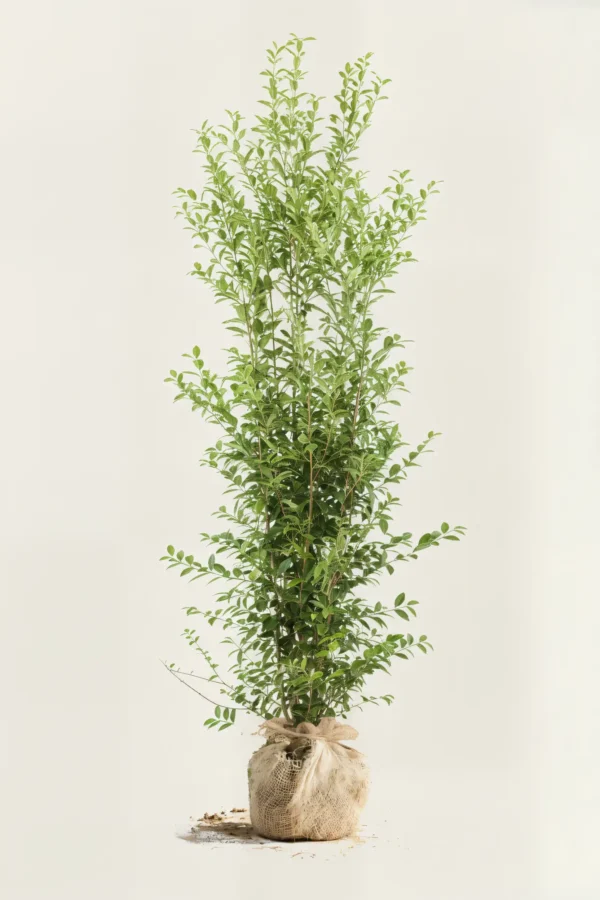 Bredbladig liguster hekk Budsjettpakke med rotball 220-260cm - Gir umiddelbar innsyn