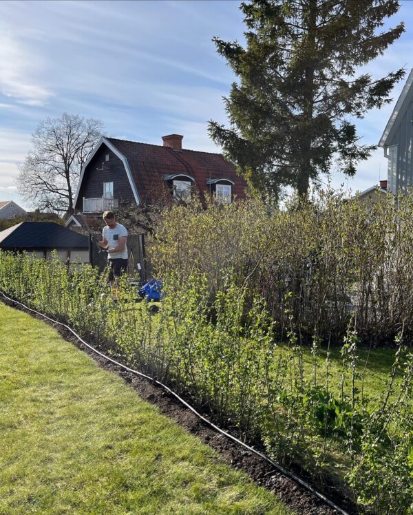 Vinterliguster Krukke Budsjettpakke 60-100cm - Bilde 2